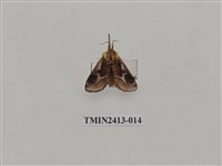 藏品(中銀紋刺蛾)的圖片